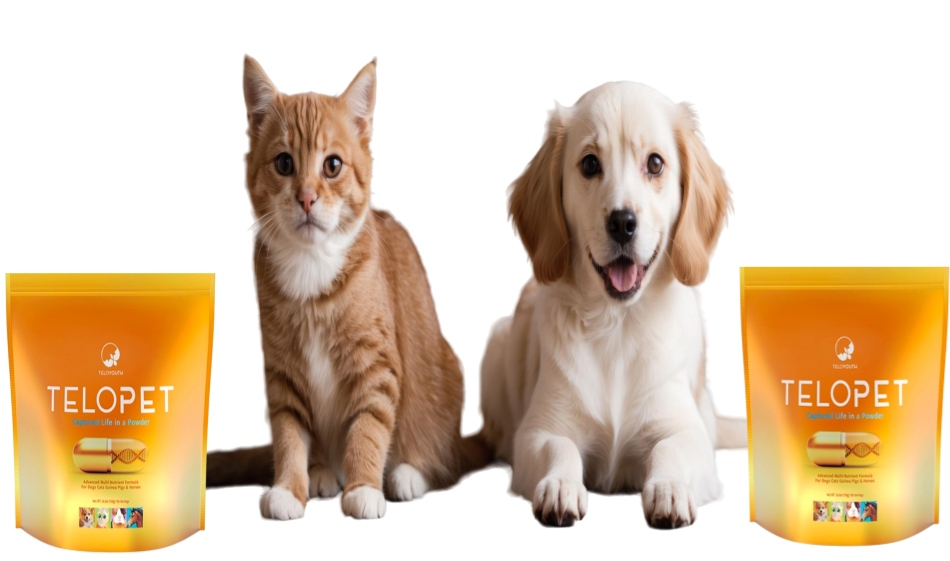 텔로펫,텔로유스 반려동물 영양제,텔로펫 영양제,텔로펫 강아지 영양제,텔로펫 고양이 영양제,텔로펫 반려동물 영양제,미국 텔로펫,한국 텔로펫,025